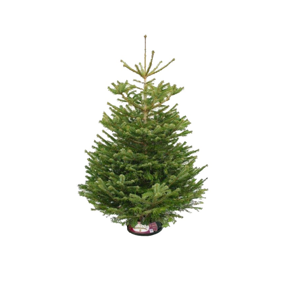 Nordmann Fir Christmas Tree